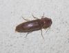 Stenagostus rhombeus